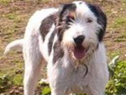 welsh_hound_20211209_1958638505